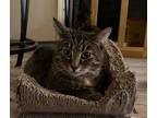 Adopt Dan a Domestic Short Hair, Tabby