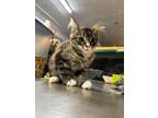Adopt Tyreese (with Jason) a Domestic Short Hair