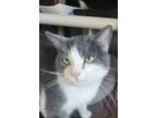 Adopt Bailey (with Jingo) a Domestic Short Hair