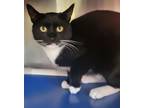Adopt Jingo (with Bailey) a Domestic Short Hair