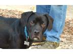 Adopt Fletcher a Labrador Retriever, Beagle