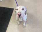 Adopt KENNEDY a Pit Bull Terrier