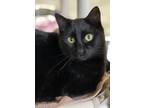 Adopt James Christopher a Domestic Short Hair