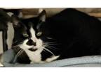 Adopt Leighton a Tuxedo