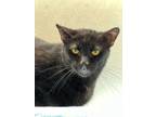 Adopt Hamilton a Domestic Short Hair