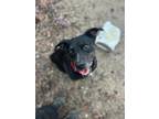 Adopt Roo a Black Labrador Retriever