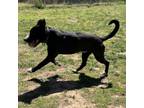 Adopt Kimber a Black Labrador Retriever, Mixed Breed