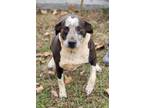 Adopt Starsky a English Pointer