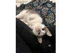 Adopt Quincey a American Shorthair