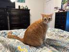 Adopt Theo a Tabby