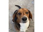 Adopt Knoxx a Beagle