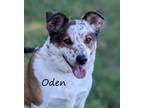 Adopt Oden a Cattle Dog