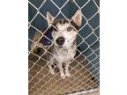 Adopt Lenny a Siberian Husky