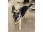 Adopt Jaxson a German Shepherd Dog