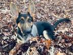 Adopt Ryker Tripod a German Shepherd Dog