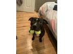 Adopt Kylo a Pit Bull Terrier