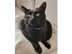 Adopt Sasha a Domestic Short Hair