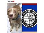 Adopt BIG BOI a Pit Bull Terrier