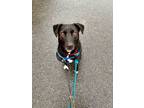 Adopt Daniel a Border Collie, Jack Russell Terrier