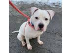 Adopt Cane a Mixed Breed