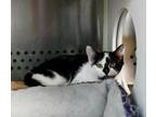 Adopt Mooshoo a Domestic Short Hair