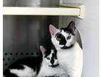 Adopt La Vache a Domestic Short Hair