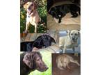 Adopt Foster Dog Blog a Labrador Retriever