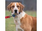 Adopt WOODSTOCK a Australian Shepherd, Hound