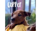 Adopt Copper a Labrador Retriever, Terrier