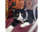 Adopt Huey a Domestic Short Hair