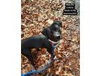 Adopt Bart a Black Labrador Retriever, Pit Bull Terrier