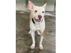 Adopt Carmelo a Mixed Breed