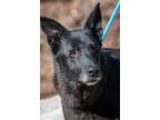 Adopt Spiderman/Cujo a German Shepherd Dog, Rottweiler