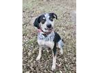 Adopt BLU a Catahoula Leopard Dog, Mixed Breed