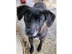 Adopt Luke a Terrier, Labrador Retriever