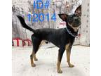 Adopt ID#12014 a Manchester Terrier