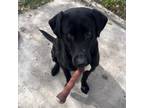 Adopt Rocko/ITF a Black Labrador Retriever