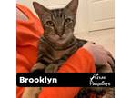 Adopt Brooklyn a Domestic Short Hair, Tabby