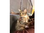 Adopt Mittens a Domestic Short Hair