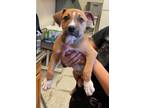 Adopt Tony a Mixed Breed