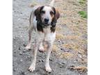 Adopt Keller a Beagle, Bluetick Coonhound