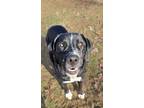 Adopt Blake a Labrador Retriever