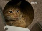 Adopt Boing *working Cat* a Domestic Short Hair