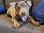 Adopt Smoke a American Staffordshire Terrier