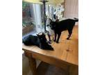 Adopt Daisy and Tinker **COURTESY LISTING** a Domestic Short Hair
