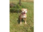 Adopt Coney a Pit Bull Terrier, American Bully