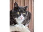 Adopt Butters a Domestic Short Hair