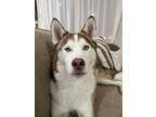 Adopt Koa a Husky