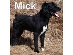 Adopt Mick a Shepherd, Mixed Breed