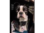 Adopt Monty a Boston Terrier